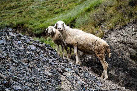 Nature mammal lamb photo