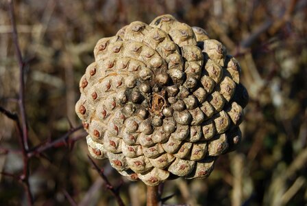 Pine cone spiral
