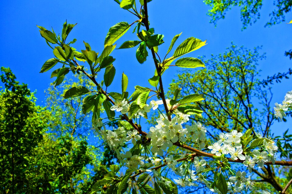 Flowering flowering tree branch