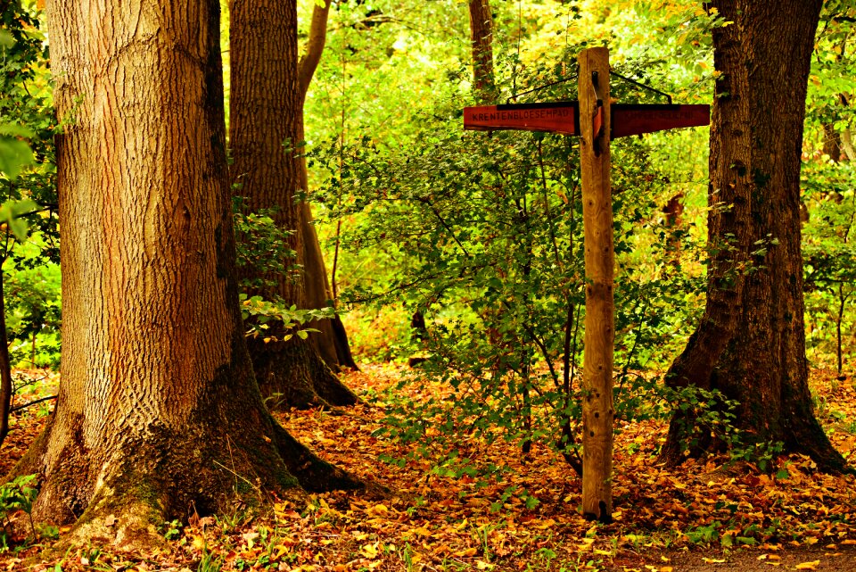 Autumn signpost cross