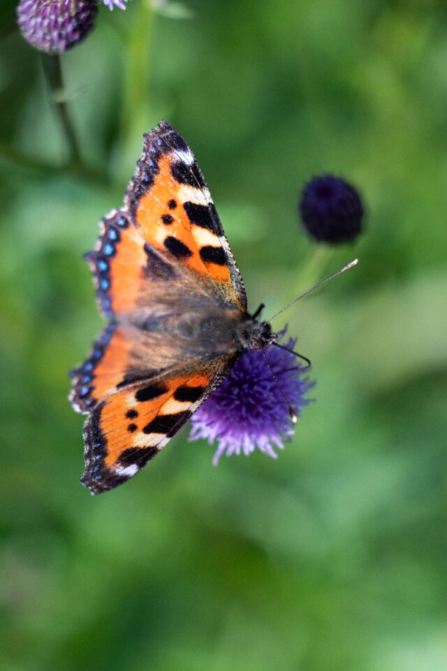 Hives butterfly insect