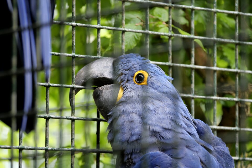 Plumage parrots blue