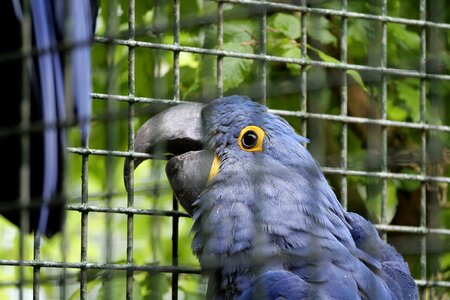 Plumage parrots blue