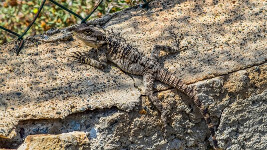 Reptile wildlife animal
