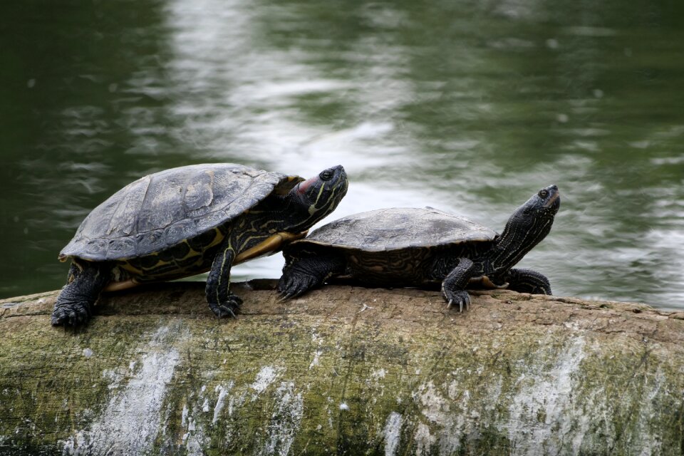 Tortoise shell waters reptile