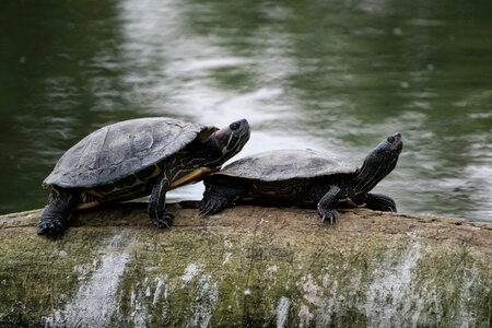 Tortoise shell waters reptile photo