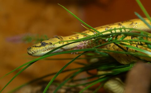 Reptile scale head photo