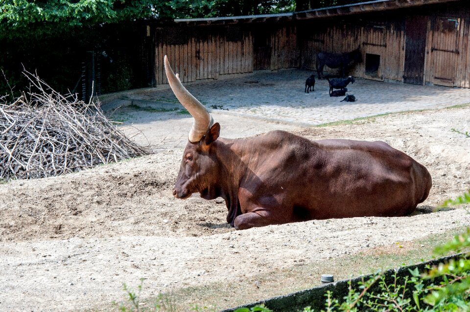 Texas longhorn animal world cow