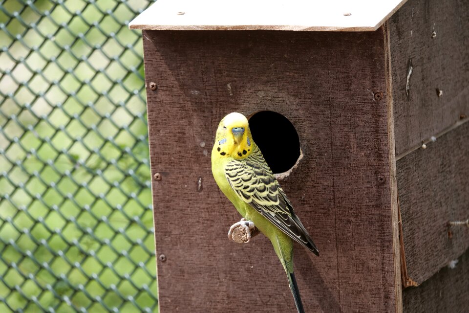 Ziervogel parakeet nature