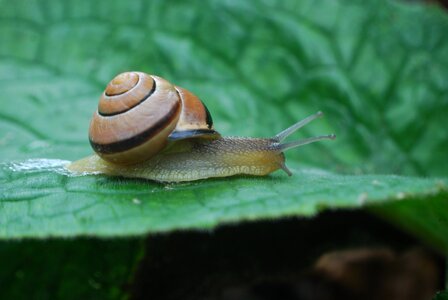 Snail shell spiral photo