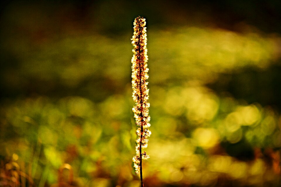 Autumn color golden glow october