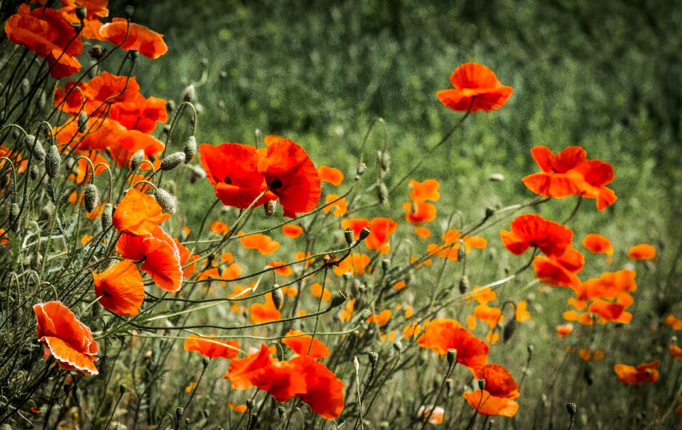 Poppy flower nature red
