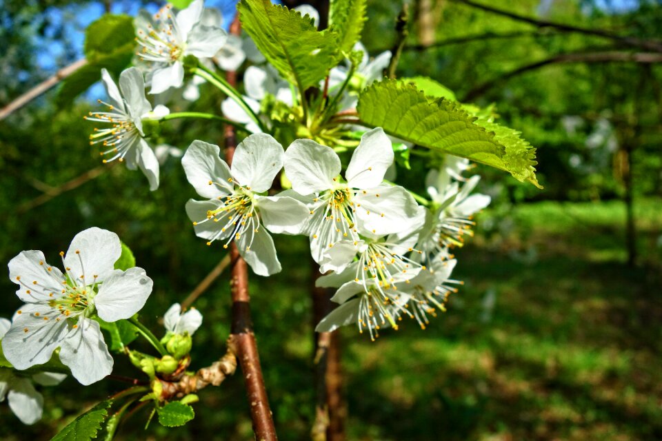 Spring bloom springtime park