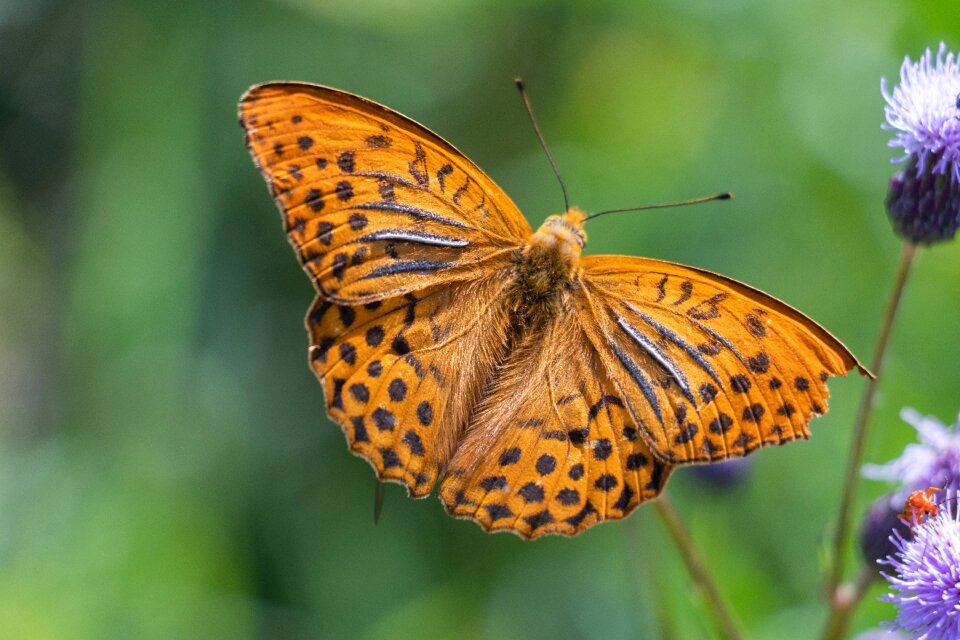 Butterfly insect orange