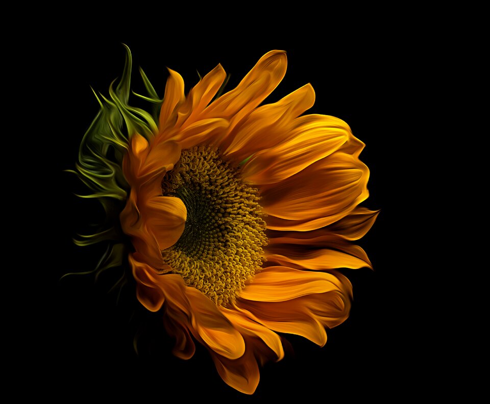 Bloom sunflower flora