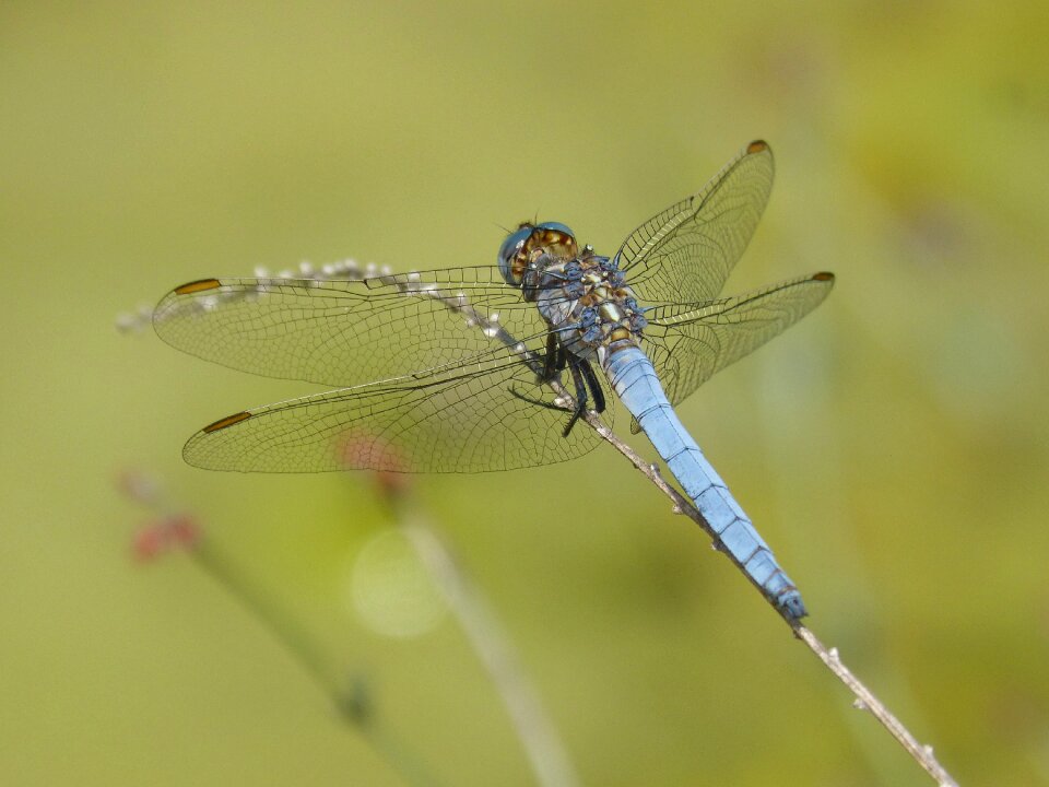 Parot pruïnos pond branch