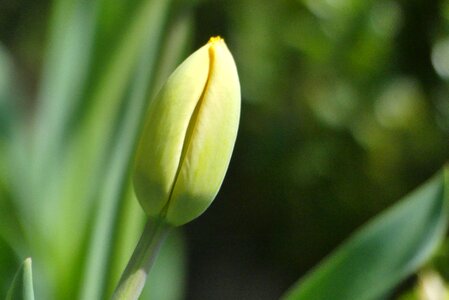 Spring bud poland