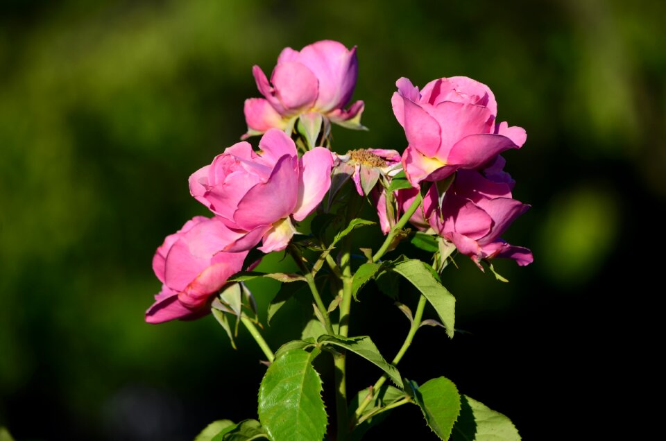 Nature pink love