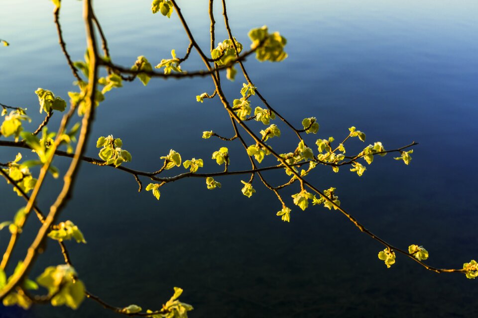 Flowers contrast spring