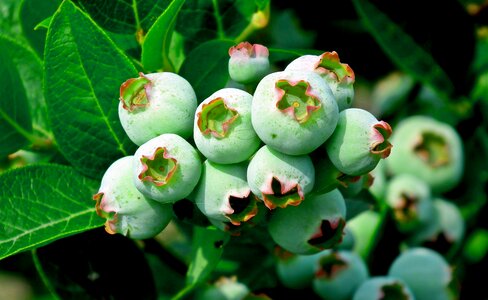 Nature blue fruit closeup