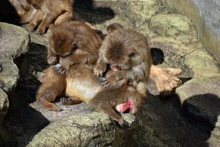 Baby japanese macaque eating leaves the boss monkey hair mending