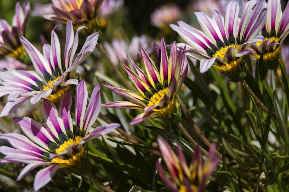 Spring composite flower flowery