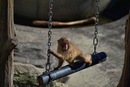 Baby japanese macaque eating leaves kid monkey blanco photo