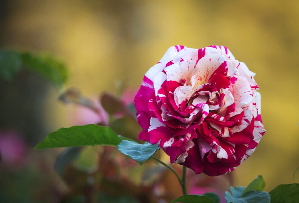 Colors variety rose