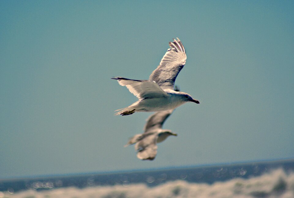 Sky wings sea