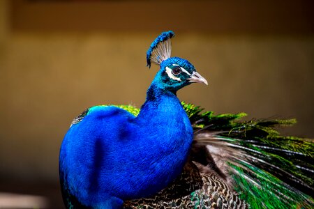 Peacock peacock blue Free photos photo