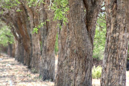 Trees forest green photo