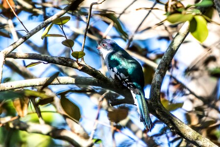 Bird tocororo endemic