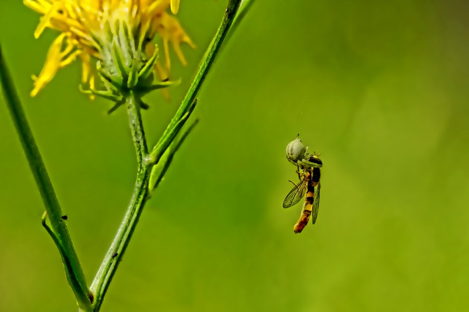 Insect small spider close up