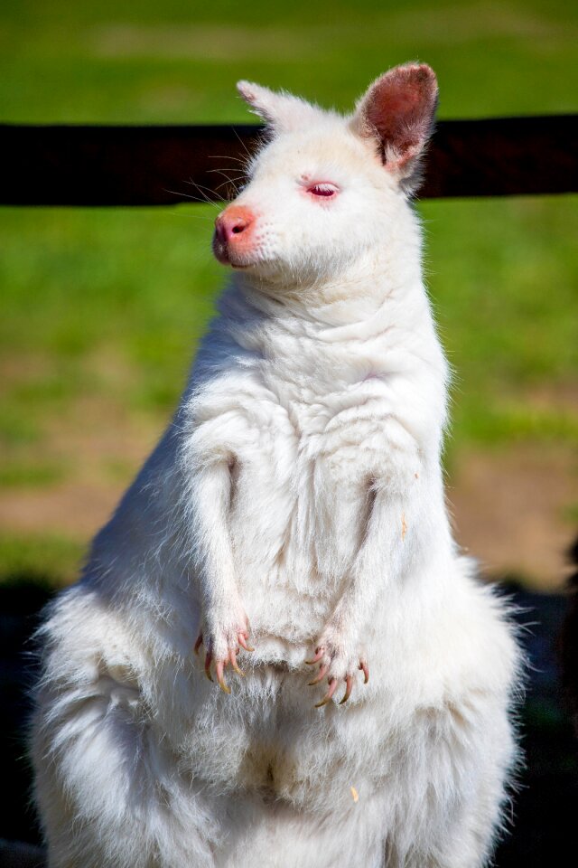 Kangaroo white kangaroo Free photos