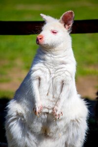 Kangaroo white kangaroo Free photos