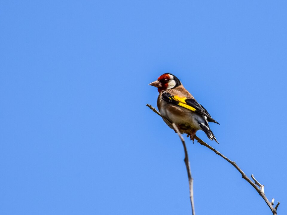 Wildlife animal birdwatching