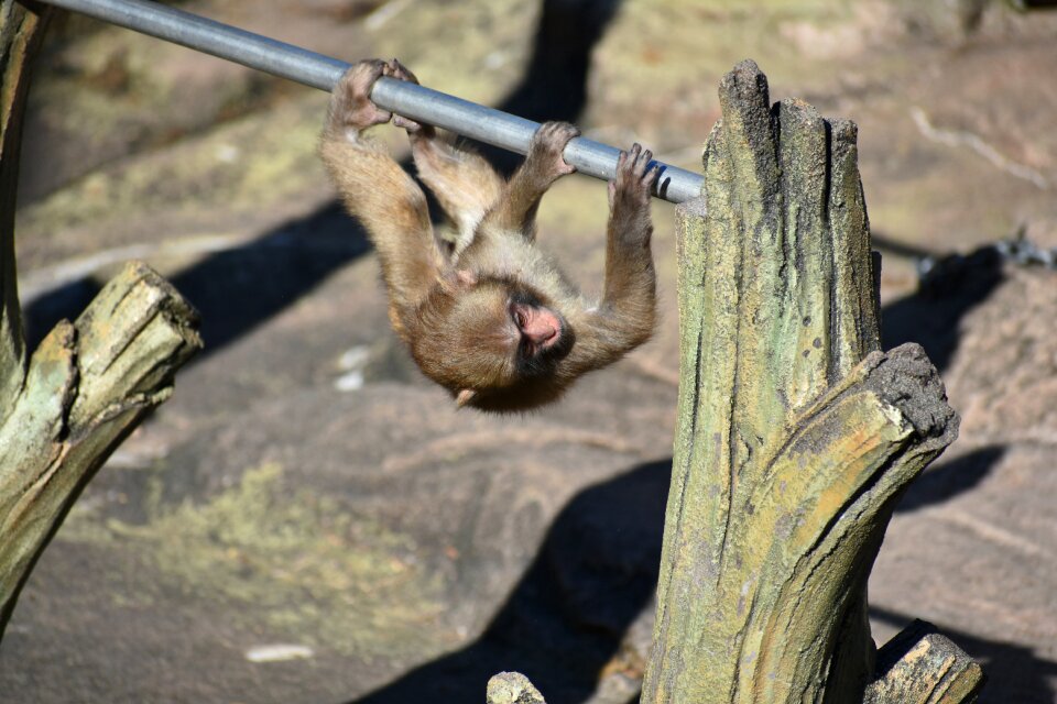 Baby japanese macaque eating leaves kid monkey iron bar