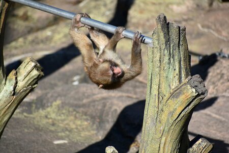 Baby japanese macaque eating leaves kid monkey iron bar photo