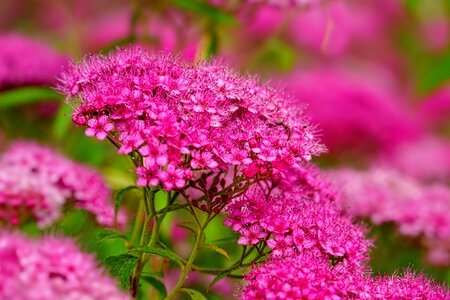 Bloom pink ornamental plant