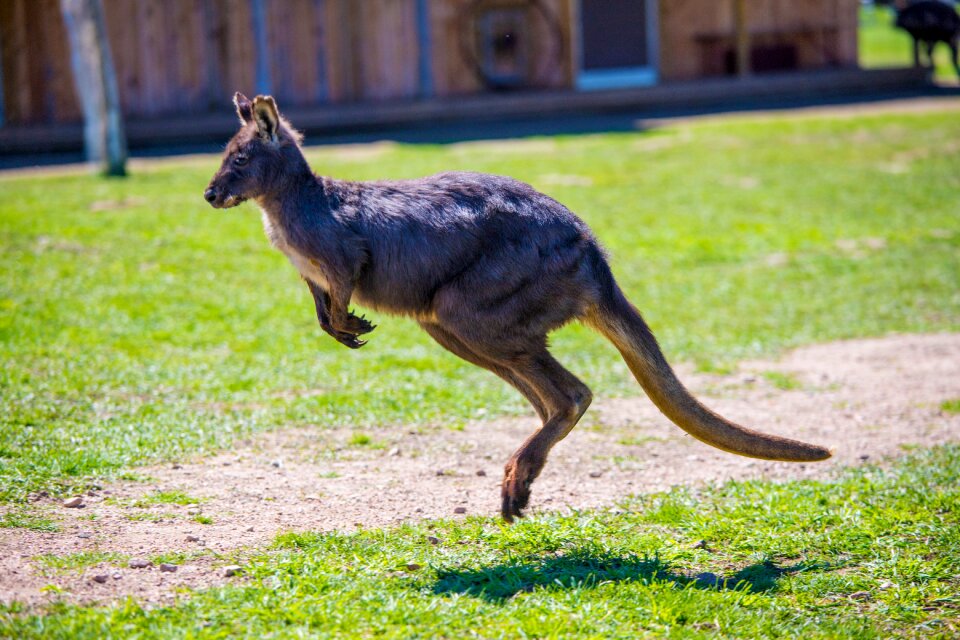 Kangaroo jumping Free photos