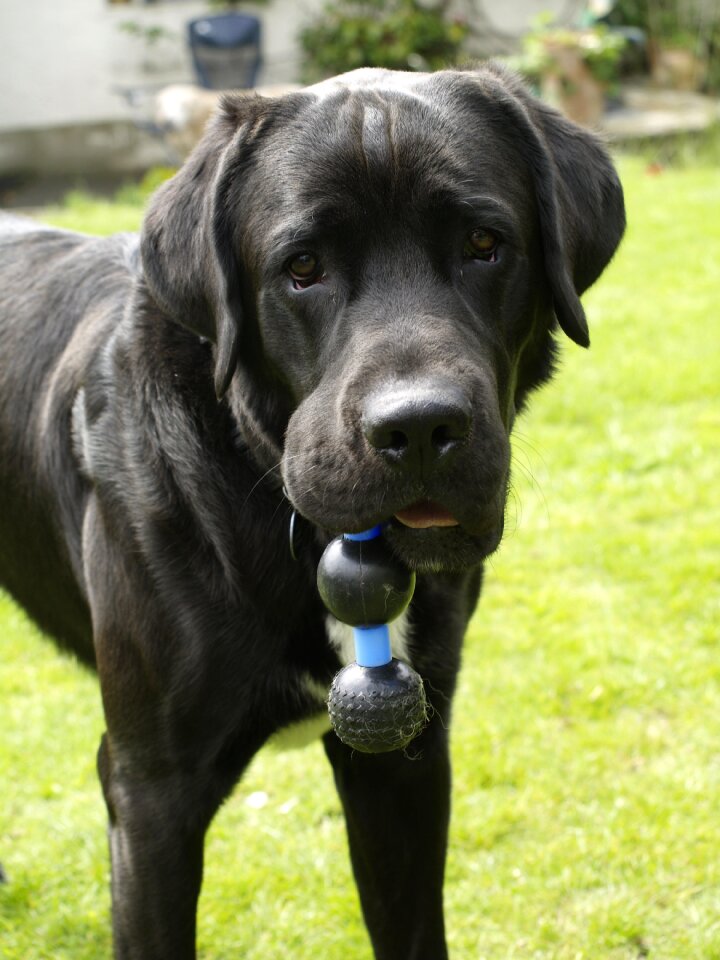 Black dog face pet