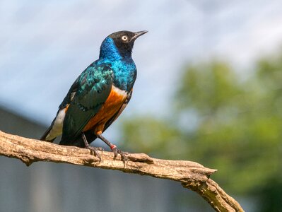 Colorful animal three color star