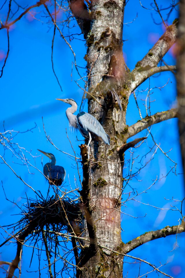 Heron nest Free photos