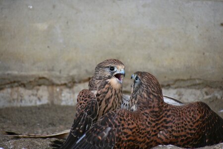 Falconidae kestrel quarrel