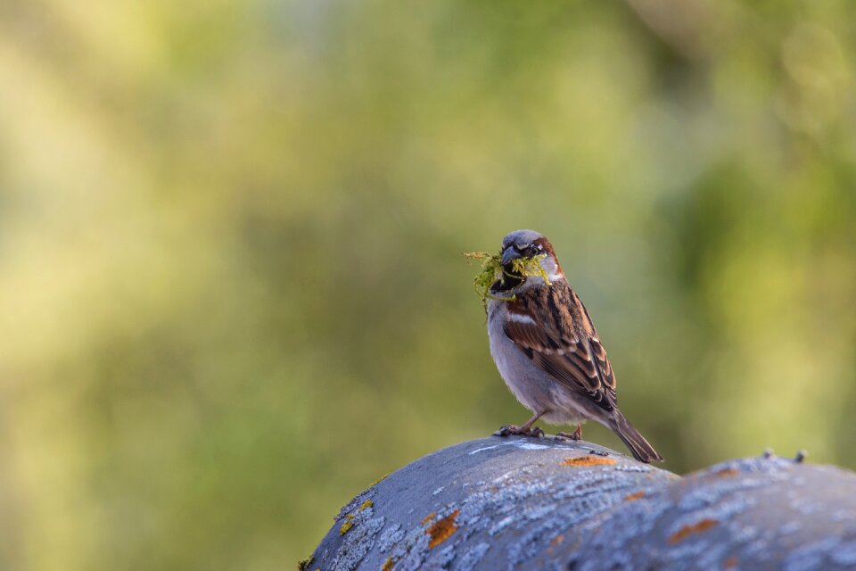 Plumage nature birds
