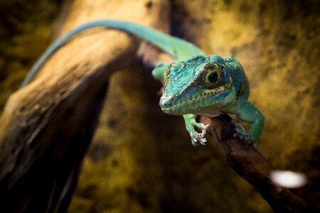 Iguana nature green