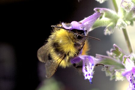 Bloom insect pollination photo