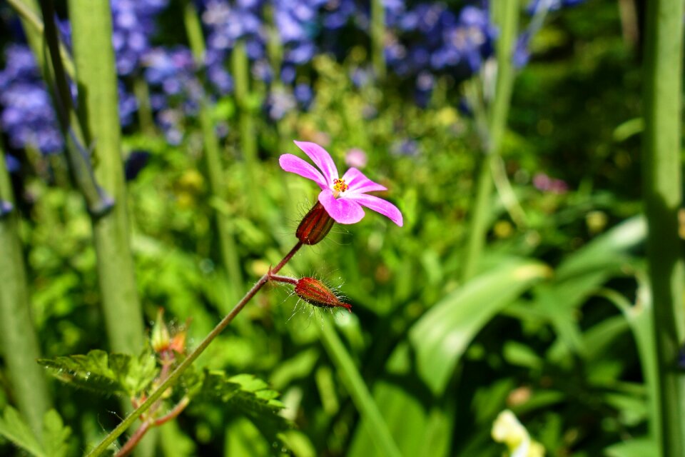 Blossom geraniaceae herb-robert