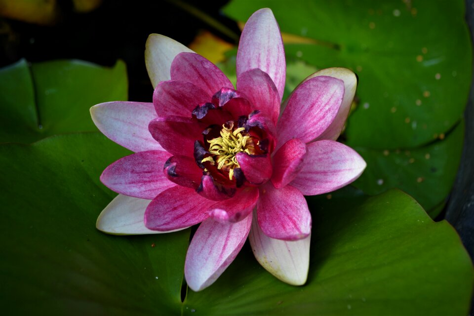Purple purple lily nature