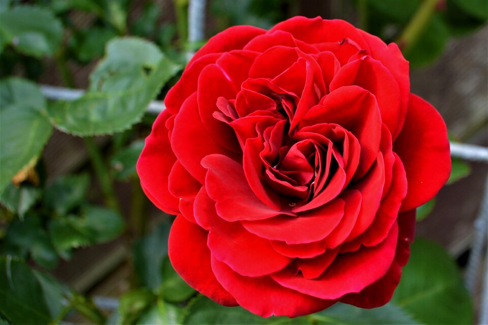 Bloom flower rose blooms